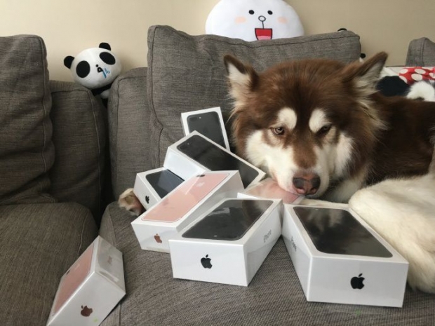 Apple fanboy spends fortune on iPhone 7s for dog