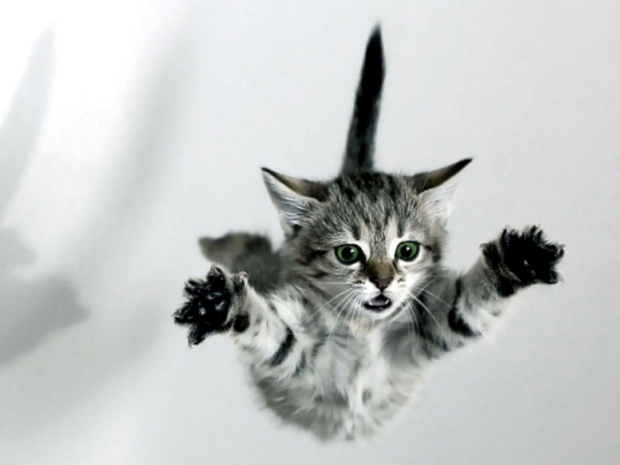US Department of Defense fears quantum cats