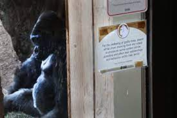 Please don't show your smartphone to the gorilla