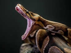 Java falls as Python rises
