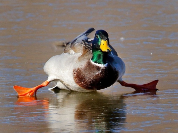 DuckDuckGo overtakes Bing