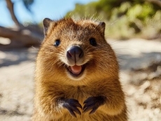 Ubuntu 25.10 Questing Quokka lands