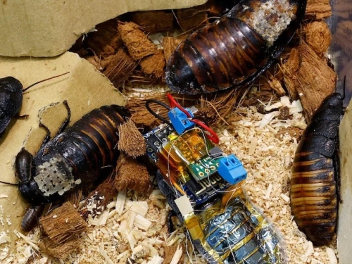 Remote control cockroaches save the day