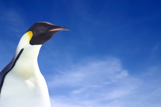 Google wants to use the Linux kernel