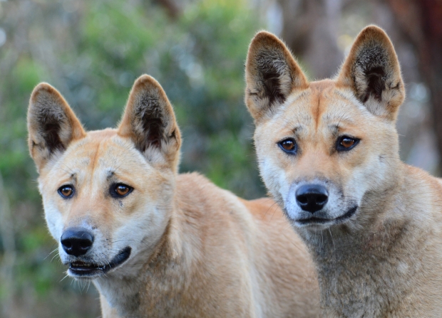 Antitrust watch dingos snuffle out Google and Apple