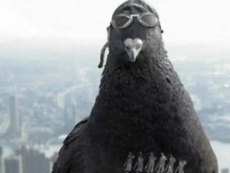 Chinese boffins control pigeons&#039; brains