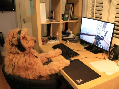 Dogs become gamers