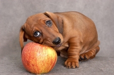 IBM suits to eat fruity dog food