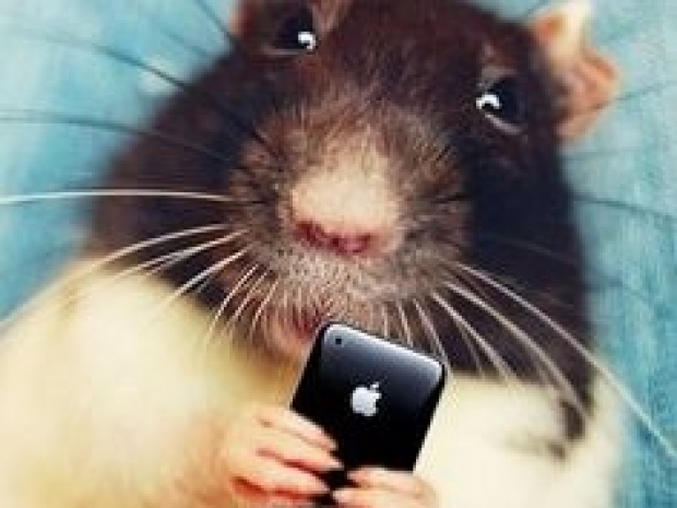 Mobile phones do appear to kill male rats