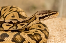 Python was the programming language of the year