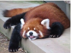 Mozilla murders Red Panda