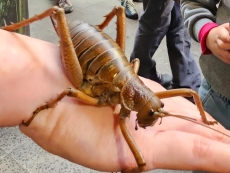 Nvidia&#039;s RTX 5090 and RTX Pro 6000 hit with nasty bug