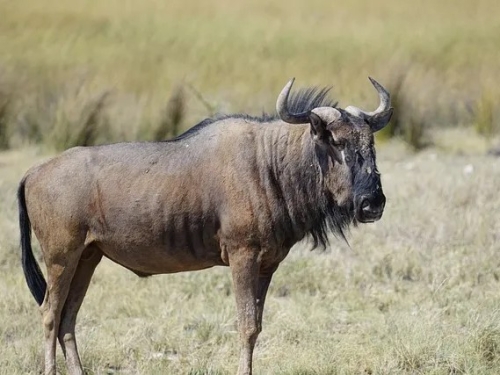 GNU celebrates 40 years
