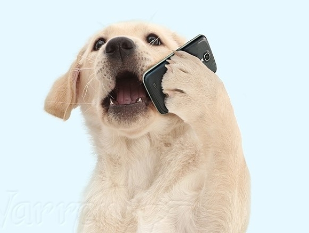 Boffins create phone for lonely dogs